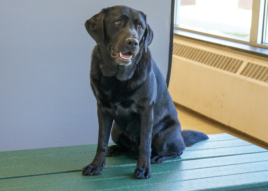 Therapy dog has photo taken