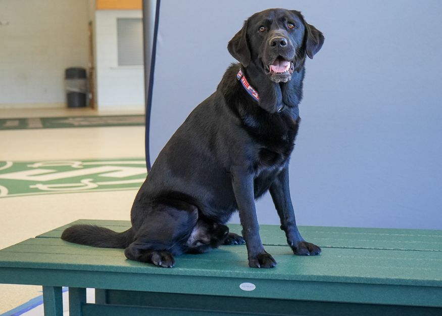 Therapy dog has photo taken